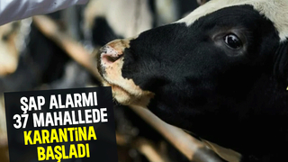 Sakarya'da şap alarmı, 37 mahalle karantinada