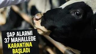 Sakarya'da şap alarmı, 37 mahalle karantinada