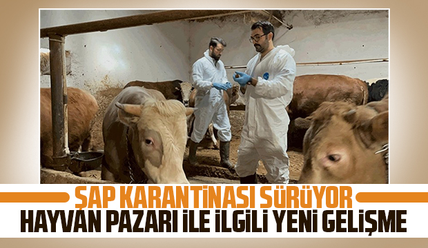 Sakarya'da şap hastalığı sürüyor