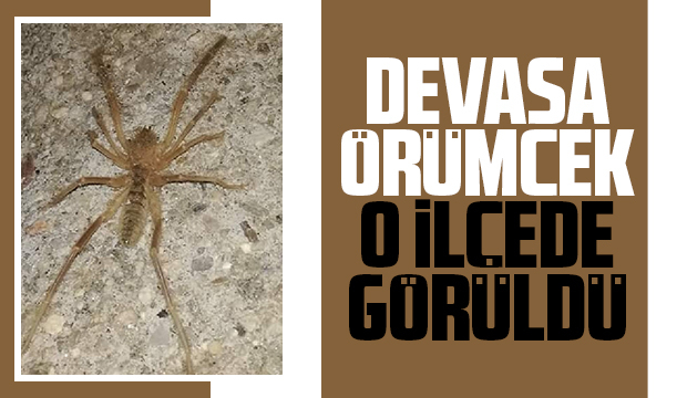 Sakarya'da sarıkız örümceği görüldü