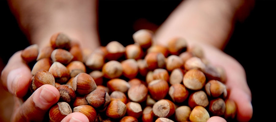 Sakarya'da son 3 ayda 47 bin 897 ton fındık satıldı