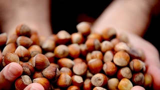 Sakarya'da son 3 ayda 47 bin 897 ton fındık satıldı