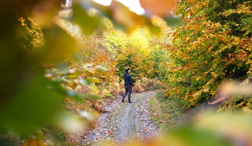 Sakarya'da son bahar güzelliği yaşanıyor