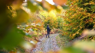 Sakarya'da son bahar güzelliği yaşanıyor