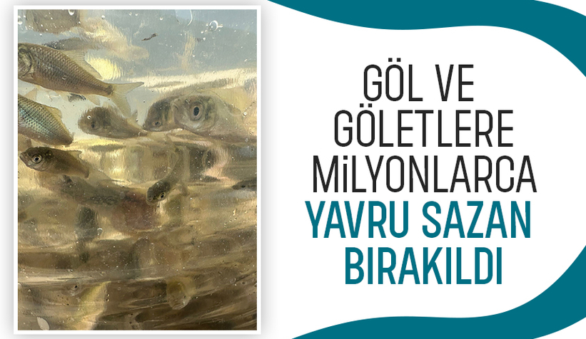 Sakarya'da su kaynaklarına milyonlarca sazan yavrusu bırakıldı