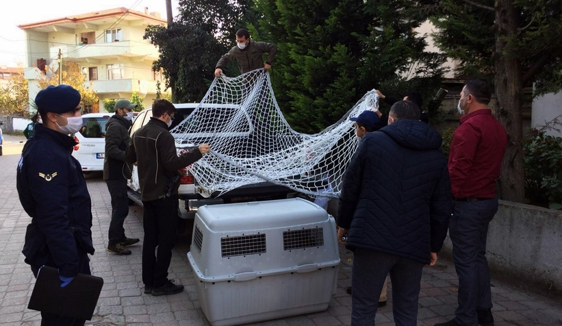 Sakarya'da vahşi kedi ele geçirildi