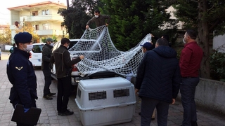 Sakarya'da vahşi kedi ele geçirildi