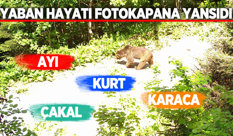 Sakarya'da yaban hayatı fotokapana yansıdı