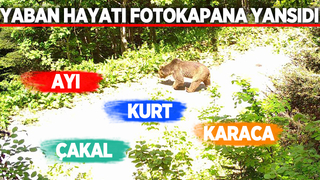 Sakarya'da yaban hayatı fotokapana yansıdı