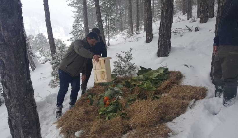 Sakarya'da yaban hayvanlarına yiyecek bırakıldı