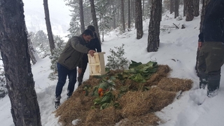 Sakarya'da yaban hayvanlarına yiyecek bırakıldı