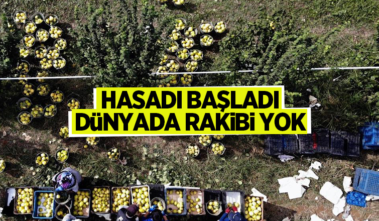 Sakarya'da yetiştiriliyor, dünyada rakibi yok