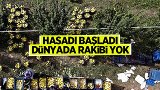 Sakarya'da yetiştiriliyor, dünyada rakibi yok