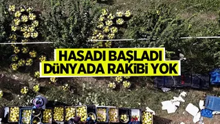 Sakarya'da yetiştiriliyor, dünyada rakibi yok