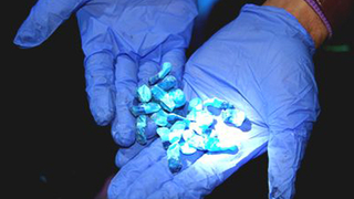 Sakarya'dan Artvin'e gidiyordu, uyuşturucu ile yakalandı