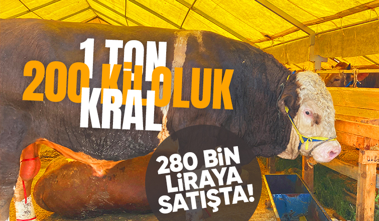 Sakarya'dan götürdüğü boğasını 280 bin liraya satıyor