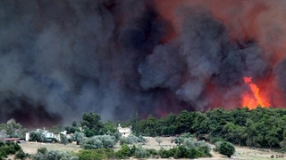 Sakarya'dan orman yangınlarına fidanlı destek