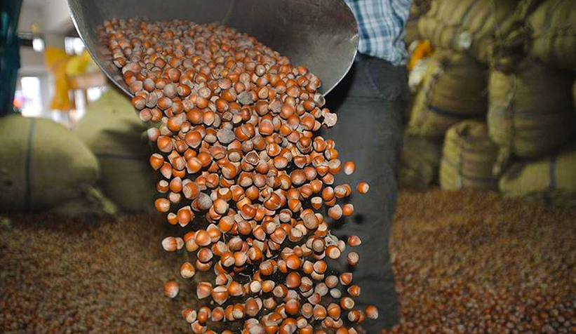 Sakarya fındık satışında ikinci sırada