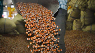 Sakarya fındık satışında ikinci sırada