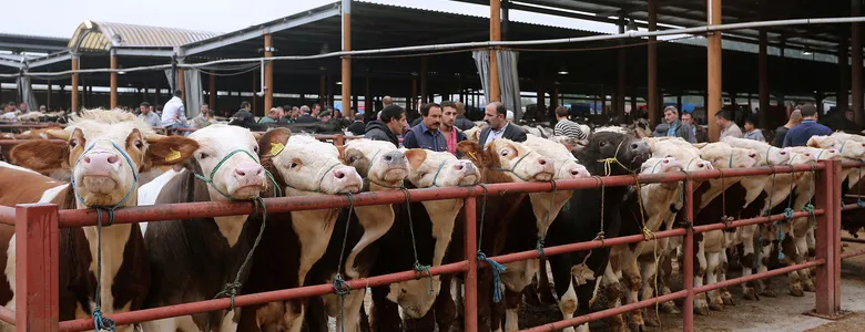 Sakarya Hayvan Pazarı açılıyor