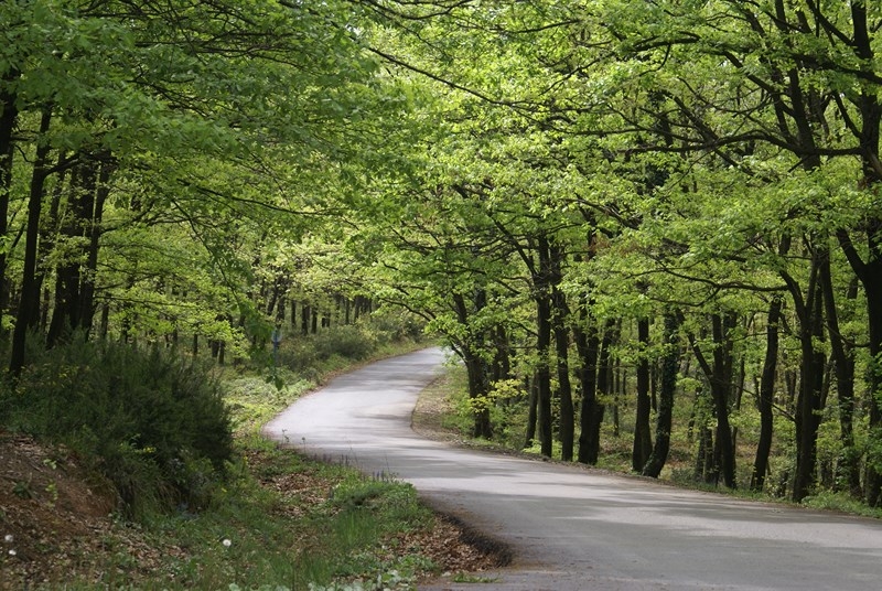 Sakarya İl Ormanı Büyükşehir'e devredildi