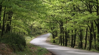 Sakarya İl Ormanı Büyükşehir'e devredildi