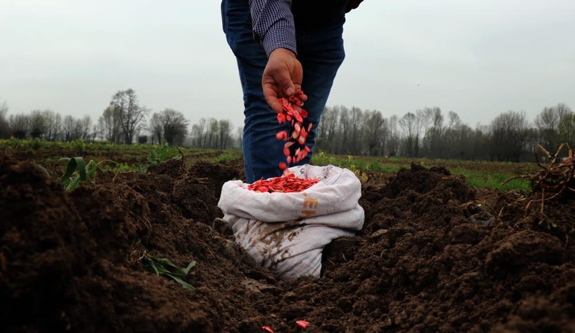 Sakarya kabağının ekimi başladı