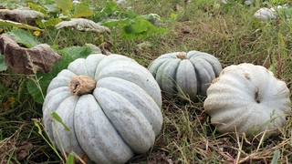 Sakarya kabağının hasadı başladı