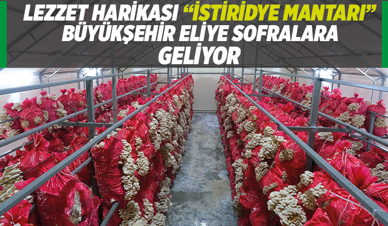 Sakarya mantar üssü olacak