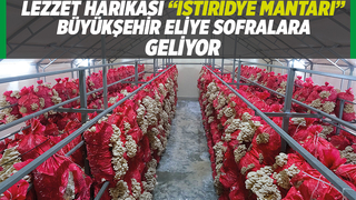 Sakarya mantar üssü olacak