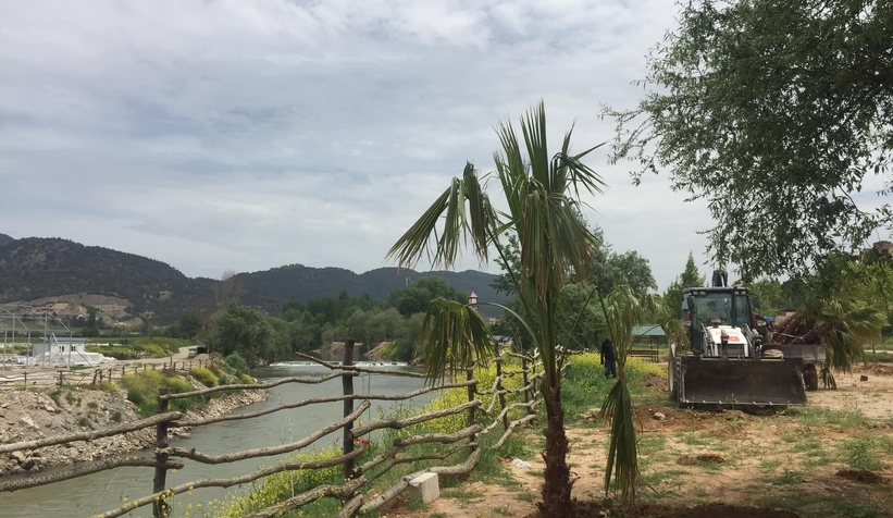 Sakarya Nehri kıyısına palmiye ağaçları dikildi