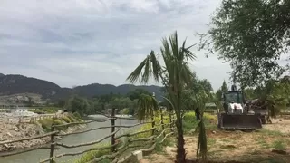 Sakarya Nehri kıyısına palmiye ağaçları dikildi
