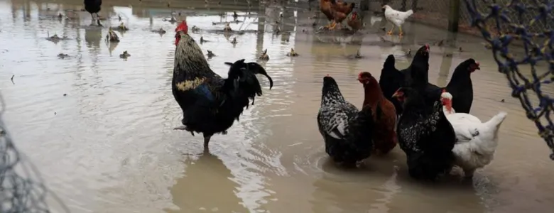 Sakarya Nehri kıyısındaki mahalleyi su bastı