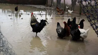 Sakarya Nehri kıyısındaki mahalleyi su bastı