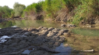 Sakarya Nehri kurudu!