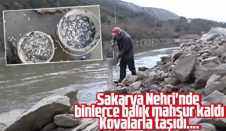 Sakarya Nehri'nde binlerce balık mahsur kaldı