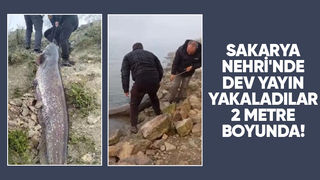 Sakarya Nehri'nde dev yayın balığı yakalandı