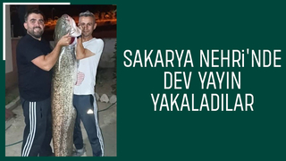 Sakarya Nehri'nde dev yayın yakalandı