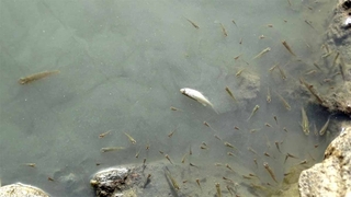 Sakarya Nehri'nde korkutan görüntü