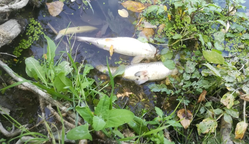 Sakarya Nehri'ne akan derede korkutan gelişme