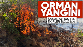 Sakarya sınırında orman yangını