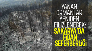 Sakarya Valiliği’nden ağaçlandırma hamlesi: 22 bin fidan dikilecek