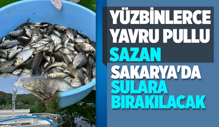 Sakarya'ya 400 bin yavru pullu sazan balığı gönderildi