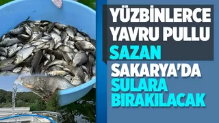 Sakarya'ya 400 bin yavru pullu sazan balığı gönderildi