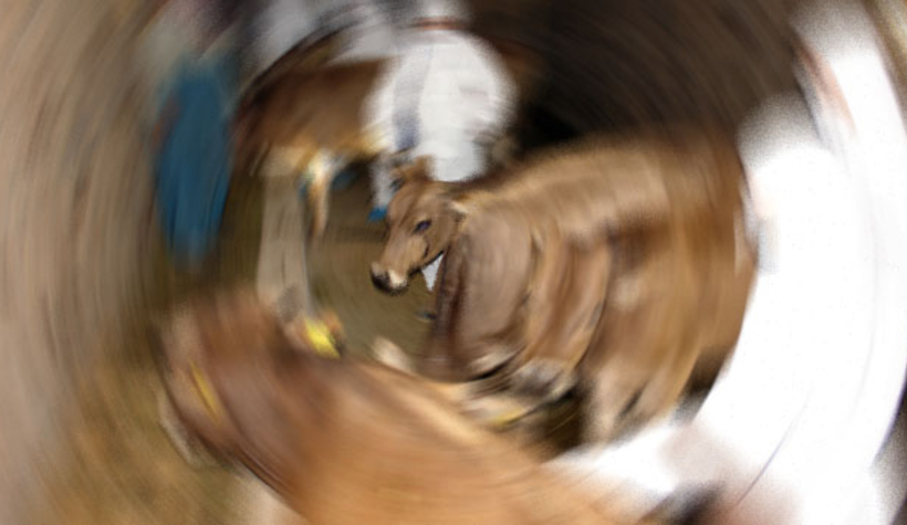 Sakarya'ya sınır o ilçede şarbon paniği