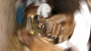 Sakarya'ya sınır o ilçede şarbon paniği