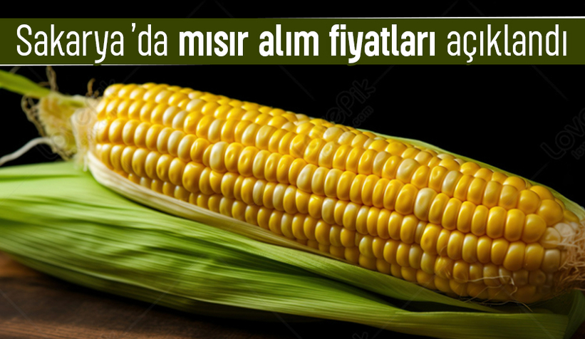 Sakarya’da 2025 mısır alım fiyatları açıklandı: Nem oranı belirleyici oldu