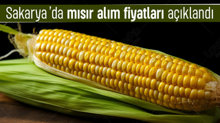 Sakarya’da 2025 mısır alım fiyatları açıklandı: Nem oranı belirleyici oldu