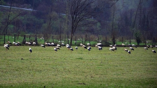 Sakarya’da mola verdiler