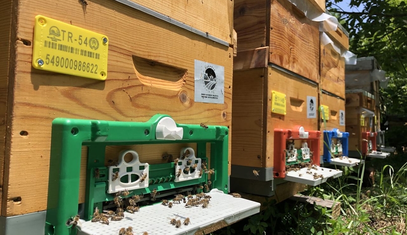 Sakaryalı arıcılara müjde